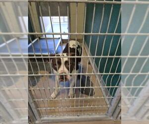 Mutt Dog for Adoption in Texas City, Texas USA