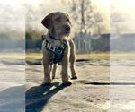 Small #3 Mutt