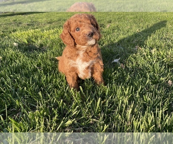 Medium Photo #3 Goldendoodle (Miniature) Puppy For Sale in CRAIGVILLE, IN, USA