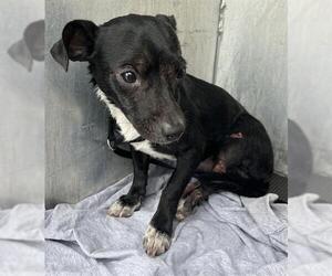 Mutt Dogs for adoption in San Antonio, TX, USA