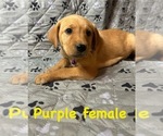 Puppy Purple Golden Labrador
