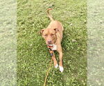 Small #31 American Pit Bull Terrier Mix