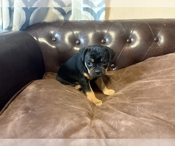 Medium Photo #22 Carlin Pinscher Puppy For Sale in COBB, WI, USA