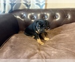 Small Photo #22 Carlin Pinscher Puppy For Sale in COBB, WI, USA