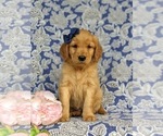 Small Photo #6 Golden Retriever Puppy For Sale in KIRKWOOD, PA, USA
