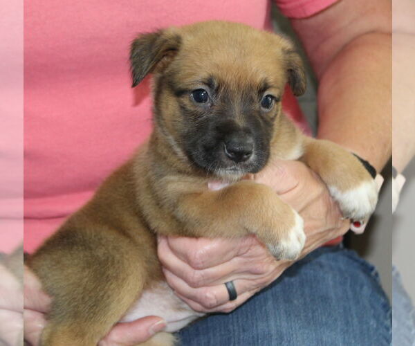Medium Photo #2 Mutt Puppy For Sale in Prattville, AL, USA
