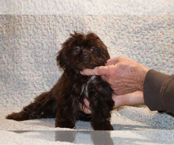Medium Photo #1 ShihPoo Puppy For Sale in DYERSBURG, TN, USA