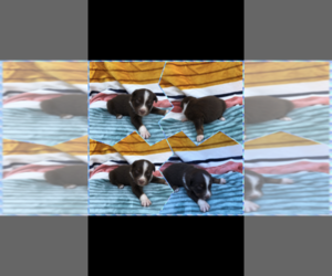 Australian Shepherd Puppy for sale in BLOOMFIELD, MO, USA