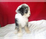 Small Photo #7 Bernedoodle Puppy For Sale in PATERSON, NJ, USA