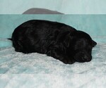 Image preview for Ad Listing. Nickname: black