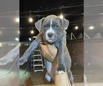 Small Photo #7 American Bully Puppy For Sale in POMONA, CA, USA