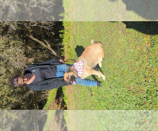 Medium Photo #8 German Shepherd Dog-Unknown Mix Puppy For Sale in San Diego, CA, USA