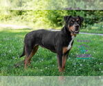 Small #5 Rottweiler Mix