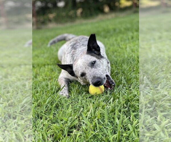 Medium Photo #2 Mutt Puppy For Sale in Conway, AR, USA