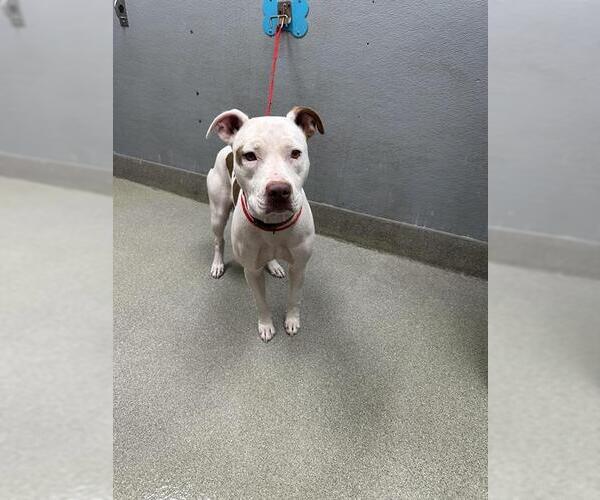 Medium Photo #1 American Pit Bull Terrier-Unknown Mix Puppy For Sale in Las Vegas, NV, USA