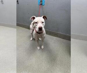 American Pit Bull Terrier-Unknown Mix Dogs for adoption in Las Vegas, NV, USA
