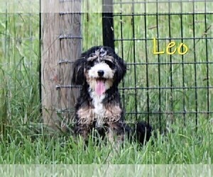 Father of the Bernedoodle (Miniature)-Cavapoo (Miniature) Mix puppies born on 06/14/2026