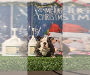 American Bully Puppy for sale in CHESAPEAKE, VA, USA