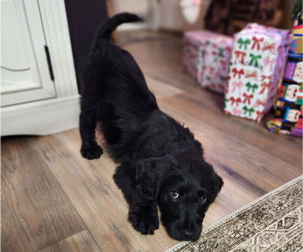 Medium Photo #3 German Shorthaired Pointer-Goldendoodle Mix Puppy For Sale in WILLACOOCHEE, GA, USA