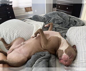 Chester - Male American Staffordshire Terrier Dog for Adoption - Photo #14