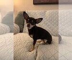 Small Photo #1 Chihuahua Puppy For Sale in Earl, NC, USA