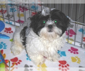 Shih Tzu Puppy for sale in ORO VALLEY, AZ, USA