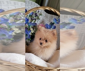 Pomeranian Puppy for sale in GOBLES, MI, USA