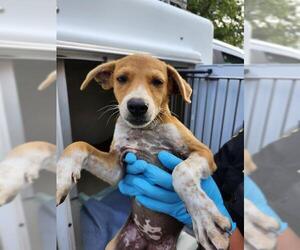 Labrador Retriever-Unknown Mix Dogs for adoption in San Antonio, TX, USA