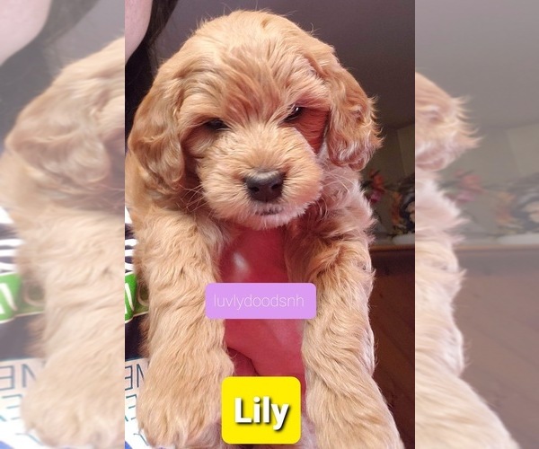 Medium Photo #3 Goldendoodle-Poodle (Miniature) Mix Puppy For Sale in METHUEN, MA, USA