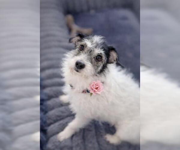 Medium Photo #1 Mutt Puppy For Sale in Oakley, CA, USA