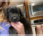 Small #2 Labrador Retriever Mix