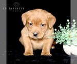 Small Photo #2 Labrador Retriever Puppy For Sale in GAP, PA, USA