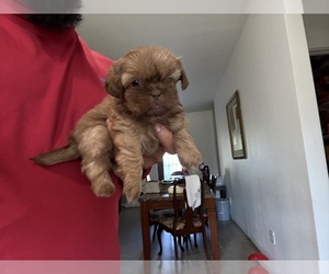 Shih Tzu Puppy for sale in DEL VALLE, TX, USA