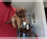Small Shih Tzu