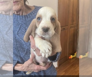 Basset Hound Puppy for sale in MARSEILLES, IL, USA
