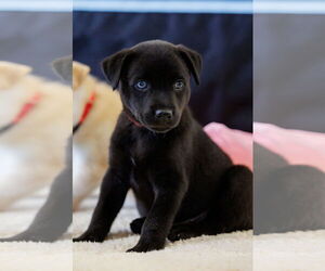 Huskies -Labrador Retriever Mix Dogs for adoption in The Woodlands, TX, USA