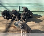 Image preview for Ad Listing. Nickname: Litter of pups