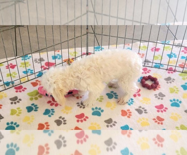Medium Photo #11 Maltipoo (Toy) Puppy For Sale in ORO VALLEY, AZ, USA