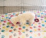 Small #10 Maltipoo (Toy)
