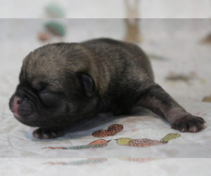 Pug Puppy for sale in Abilene, KS, USA