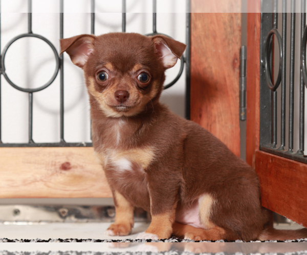 Medium Photo #1 Chihuahua Puppy For Sale in NAPLES, FL, USA