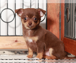 Chihuahua Puppy for sale in NAPLES, FL, USA