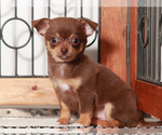 Small Chihuahua