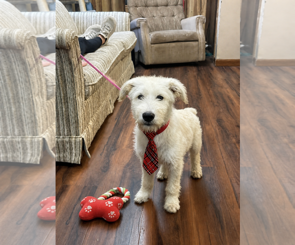Medium Photo #5 Golden Retriever-Unknown Mix Puppy For Sale in Mt. Laurel, NJ, USA