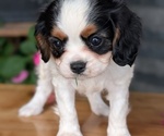 Small #7 Cavalier King Charles Spaniel