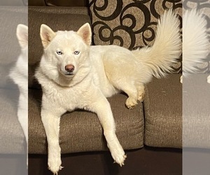 Mother of the Siberian Husky puppies born on 07/08/2021