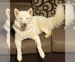 Small Photo #1 Siberian Husky Puppy For Sale in BAY MINETTE, AL, USA