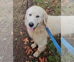Small #1 Great Pyrenees