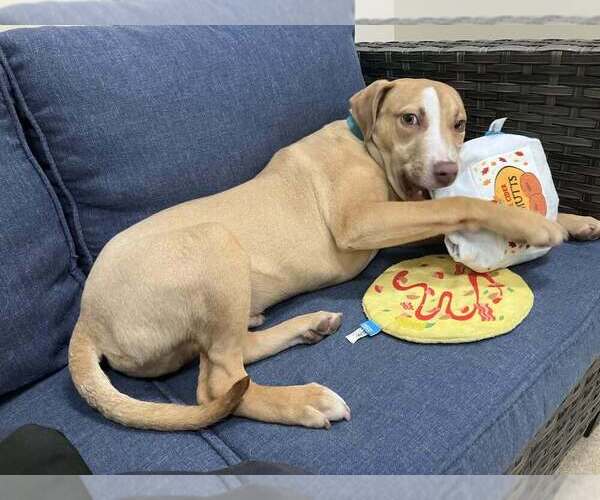 Medium Photo #4 Mutt Puppy For Sale in Elmsford, NY, USA