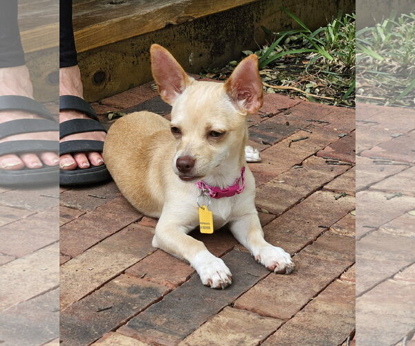Medium Photo #14 Chiweenie Puppy For Sale in San Antonio, TX, USA